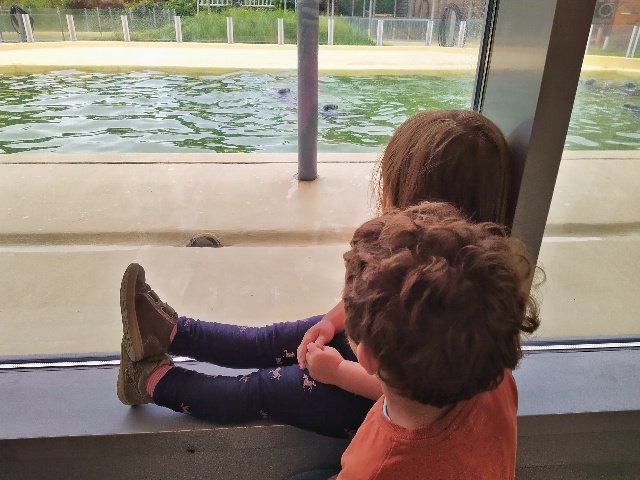 Die Kinder beobachten die Seehunde in der Seehundstation Norddeich